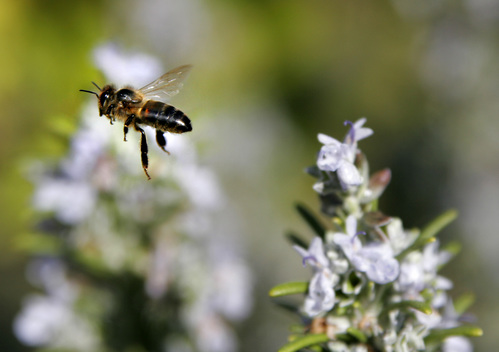 bee-flying